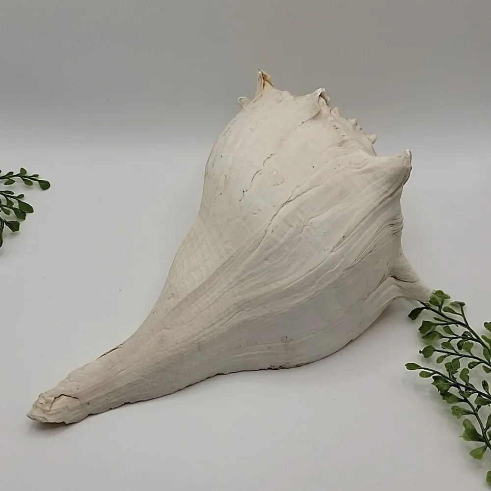 Vintage Conch Shell Left Handed Lightning Welk Coastal Decor